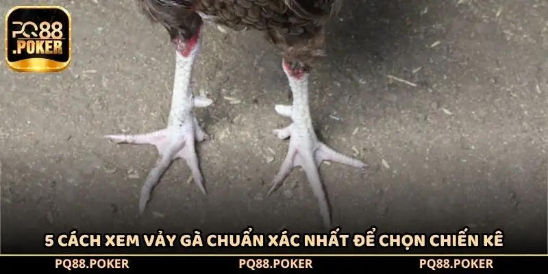 5 cách xem vảy gà chuẩn xác nhất để chọn chiến kê