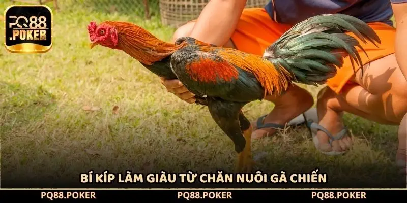 Bí kíp làm giàu từ chăn nuôi gà chiến