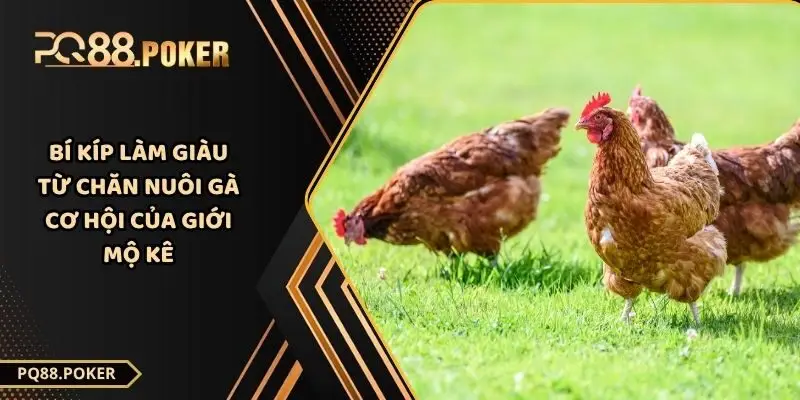 Bí Kíp Làm Giàu Từ Chăn Nuôi Gà - Cơ Hội Của Giới Mộ Kê