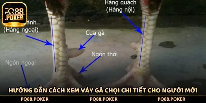 Hướng Dẫn Cách Xem Vảy Gà Chọi Chi Tiết Cho Người Mới