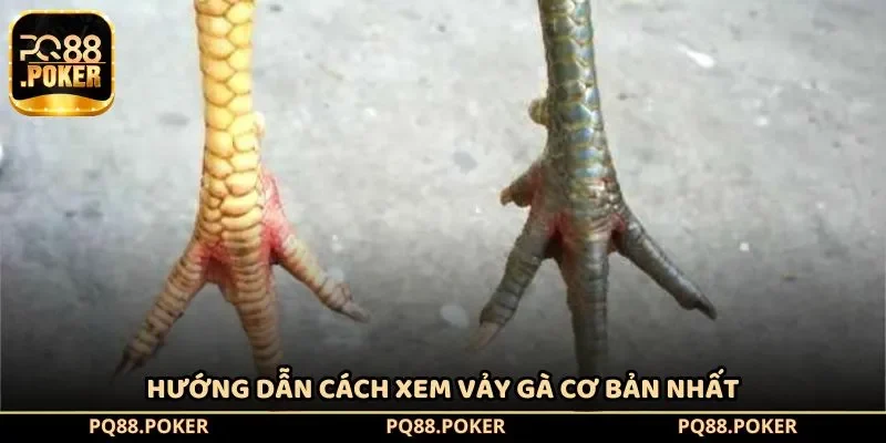 Hướng dẫn cách xem vảy gà cơ bản nhất
