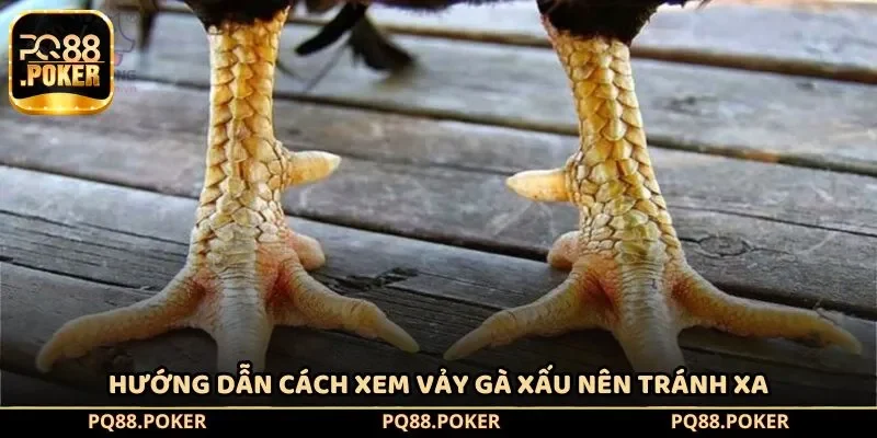 Hướng dẫn cách xem vảy gà xấu nên tránh xa