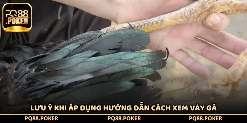 Lưu ý khi áp dụng hướng dẫn cách xem vảy gà