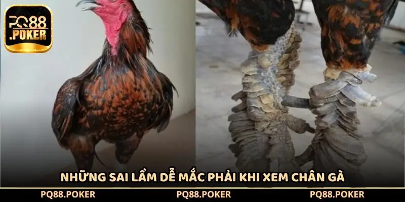 Những sai lầm dễ mắc phải khi xem chân gà