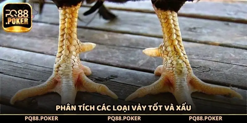 Phân tích các loại vảy tốt và xấu