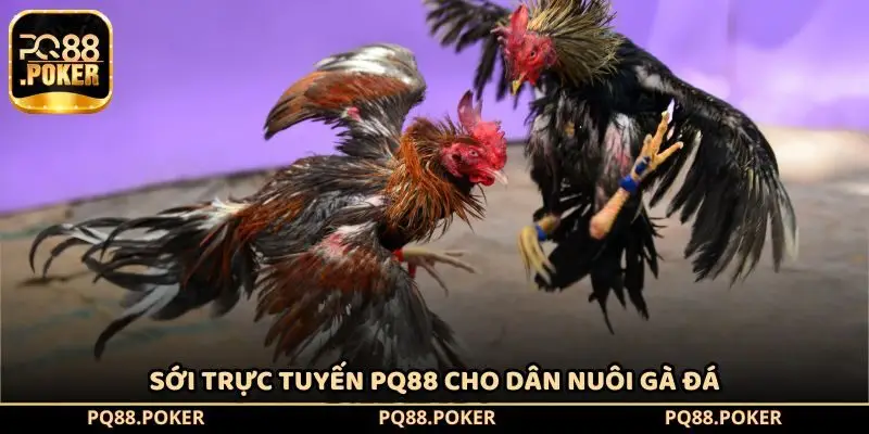 Sới trực tuyến PQ88 cho dân nuôi gà đá