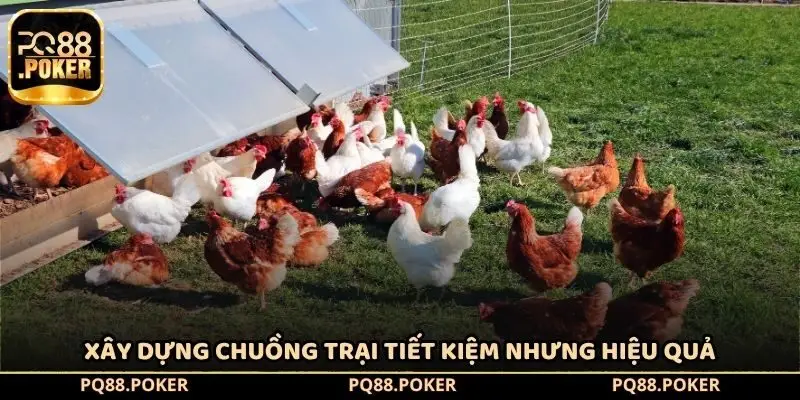 Xây dựng chuồng trại tiết kiệm nhưng hiệu quả